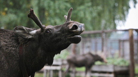 Los pokušao da se ukrca u autobus u Moskovskoj oblasti (VIDEO)