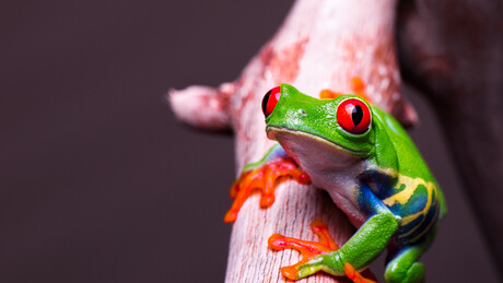 Наваљни, Епстин и друге скаске: Епско путовање смртоносне жабе