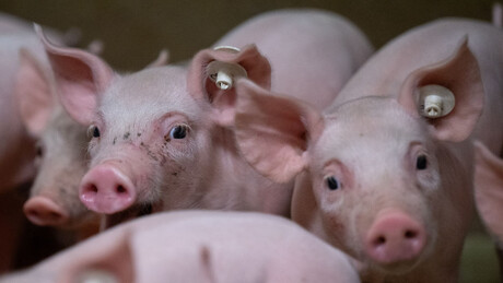 Нема јасног објашњења: Код фармера падају цене живе ваге, у трговинама се то не примећује