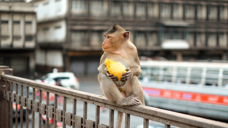 Od šume do asfalta: Kako se divlje životinje neočekivano prilagođavaju životu u gradu