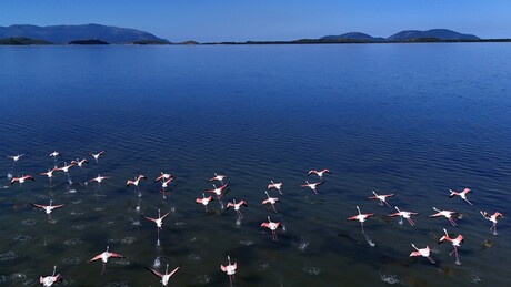 Teheran negira umešanost u albanske proteste: Flamingosi nisu iranski agenti