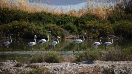 Rama o protestima u Albaniji: Globalno interesovanje ne zbog flamingosa, već zbog Trampovog zeta
